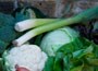 vegetable plug plant collection