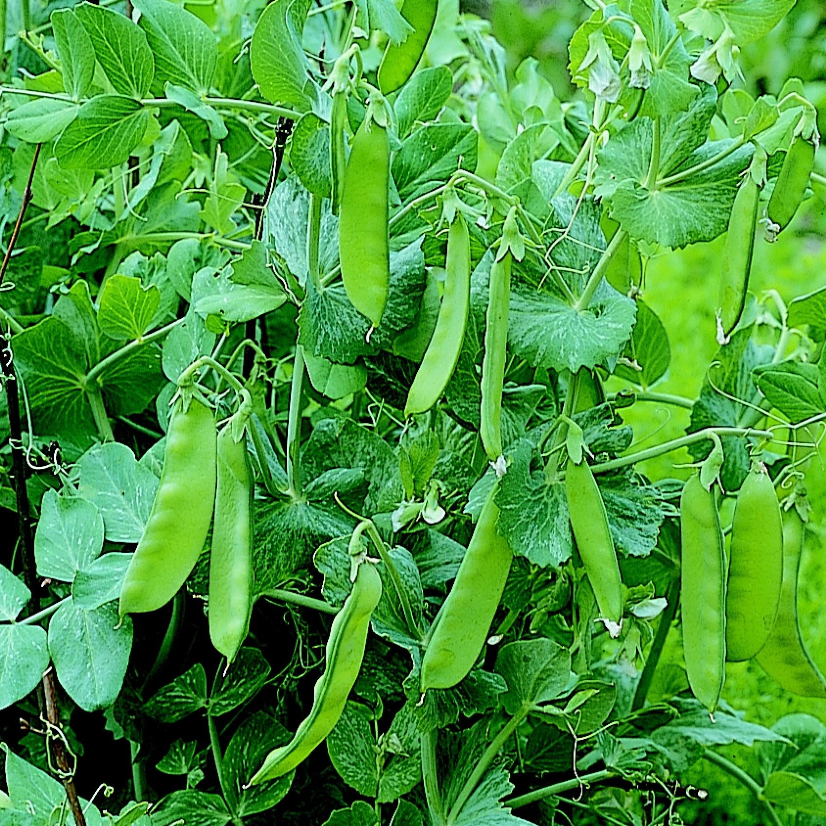 vegetable plug plant collection