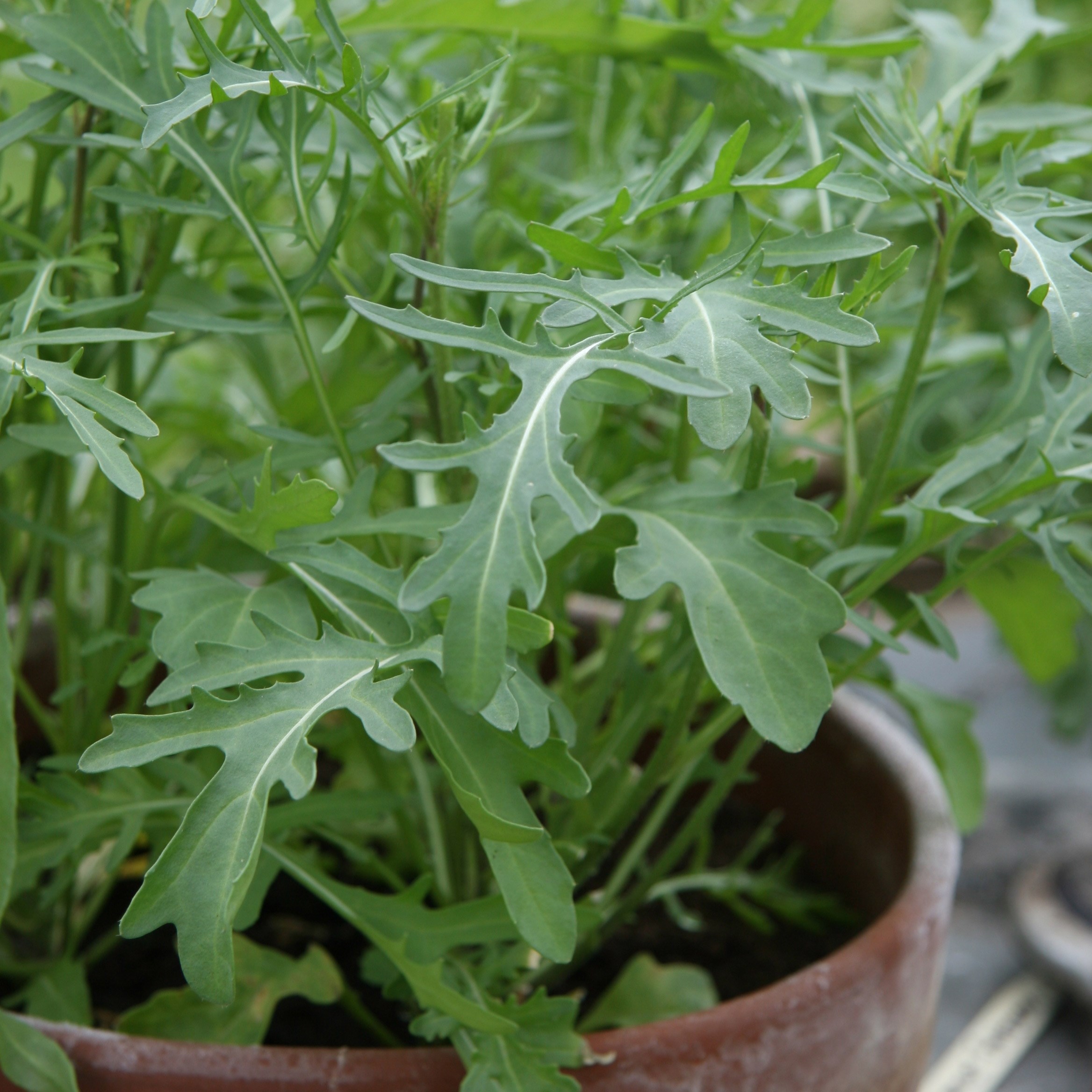 vegetable plug plant collection