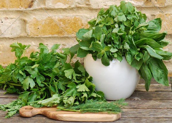 Herb collection - herb plug plants Herb collection - herb plug plants