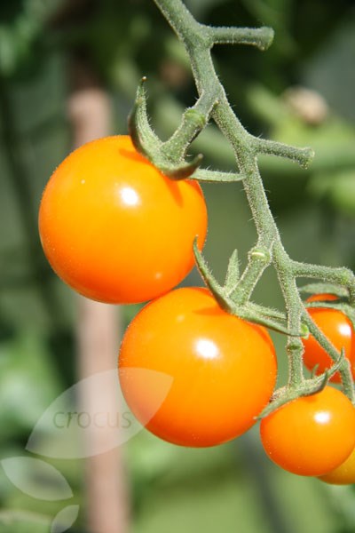 vegetable plug plant collection vegetable plug plant collection