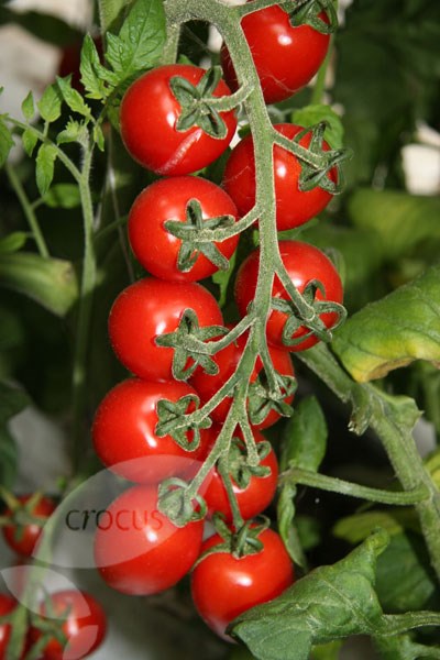 vegetable plug plant collection vegetable plug plant collection