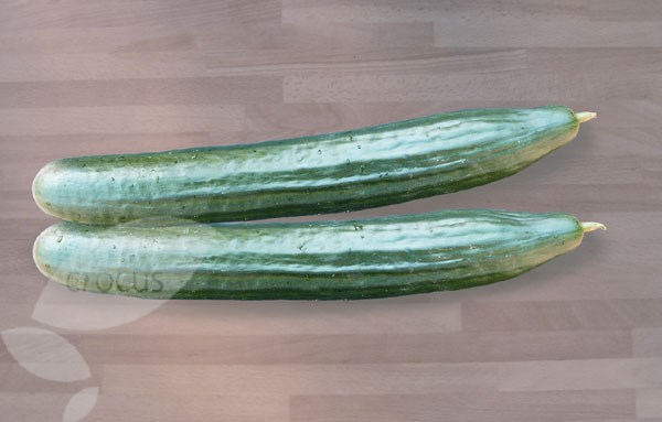 vegetable plug plant collection vegetable plug plant collection