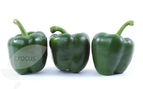 vegetable plug plant collection vegetable plug plant collection