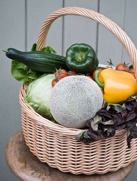 vegetable plug plant collection vegetable plug plant collection