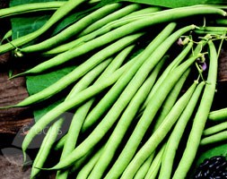 vegetable plug plant collection