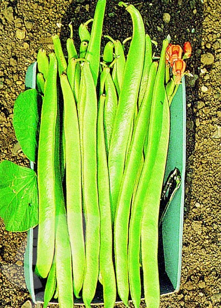 vegetable plug plant collection vegetable plug plant collection