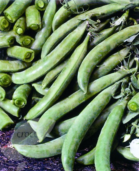 vegetable plug plant collection vegetable plug plant collection