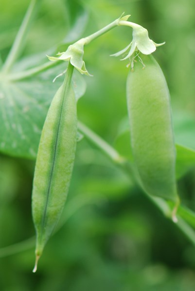 vegetable plug plant collection vegetable plug plant collection