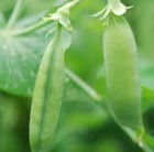 vegetable plug plant collection