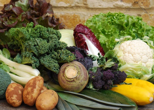 vegetable plug plant collection vegetable plug plant collection