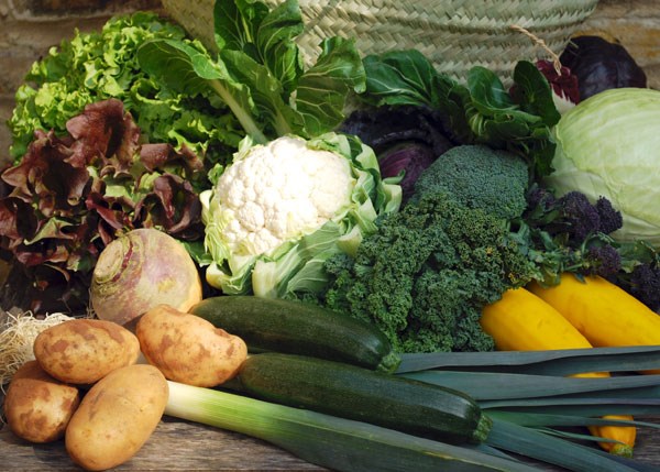 vegetable plug plant collection vegetable plug plant collection