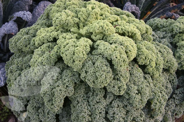 vegetable plug plant collection vegetable plug plant collection