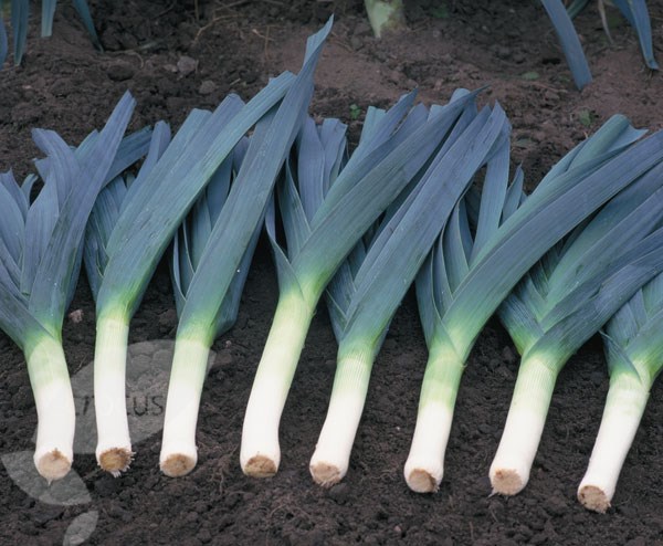 vegetable plug plant collection vegetable plug plant collection