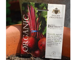 beetroot - organic