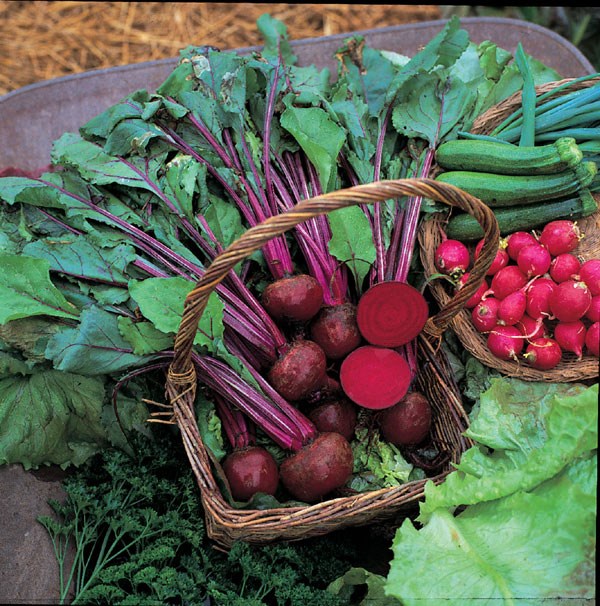 beetroot Boltardy beetroot Boltardy