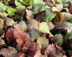 beetroot Bulls Blood