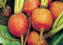 golden beetroot