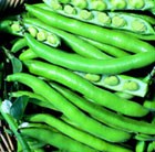broad bean