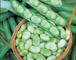 broad bean