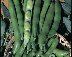 broad bean