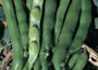 broad bean