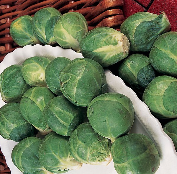 brussels sprout brussels sprout