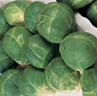 brussels sprout Revenge F1
