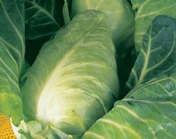 cabbage 'Durham' (cabbage)