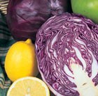 cabbage Red Drumhead