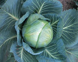 cabbage