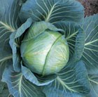 cabbage