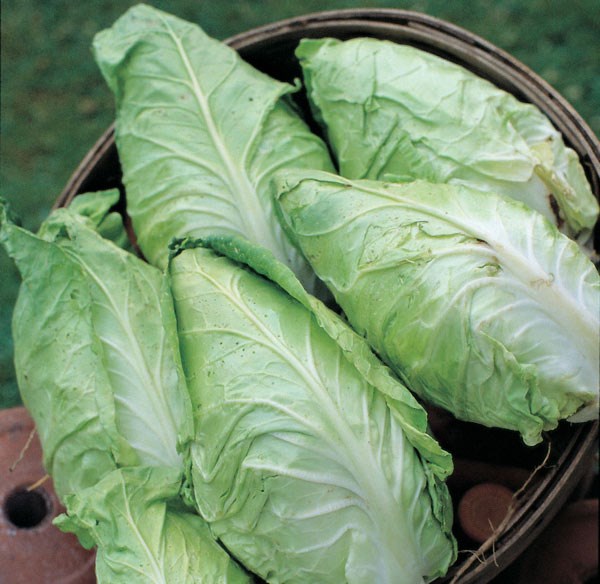 cabbage cabbage