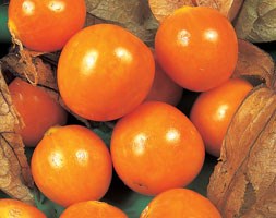 cape gooseberry