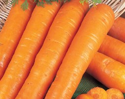 carrot 'Early Nantes' (carrot)