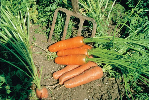 carrot carrot
