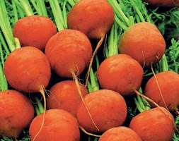 carrot Parmex