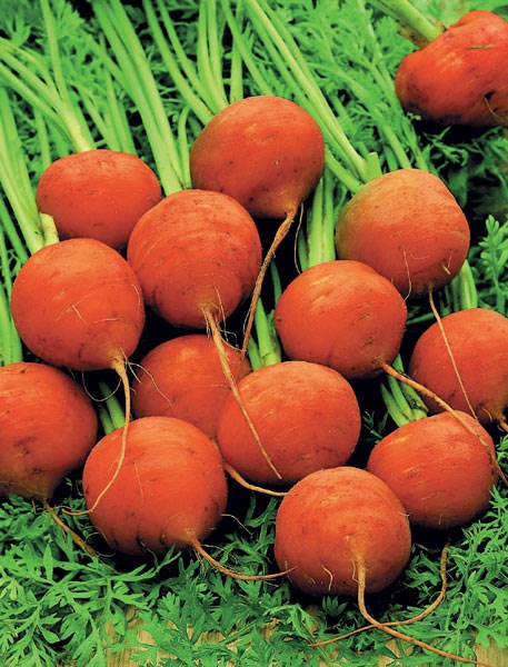 carrot Parmex carrot Parmex