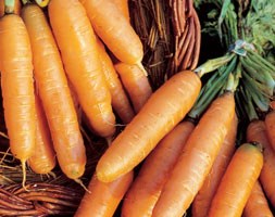 carrot 'Amsterdam Forcing' (carrot)