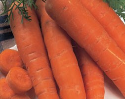 carrot 'Autumn King' (carrot)