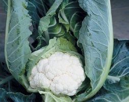 cauliflower