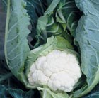 cauliflower