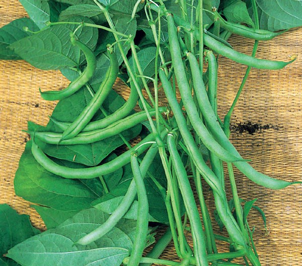 French bean French bean