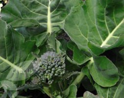 broccoli (Calabrese) - organic