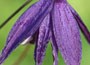 clematis (group 1)