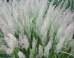 Korean feather reed grass