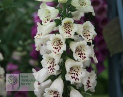 foxglove