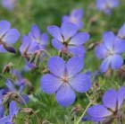 cranesbill