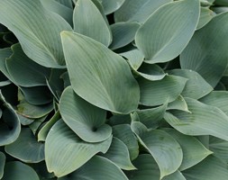 Hosta (Tardiana Group) 'Halcyon' (plantain lily)