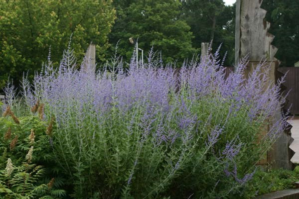 Russian sage Russian sage